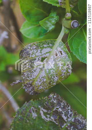 Hydrangea powdery mildew 112518987