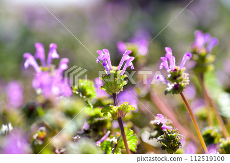 霍托肯諾扎 112519100