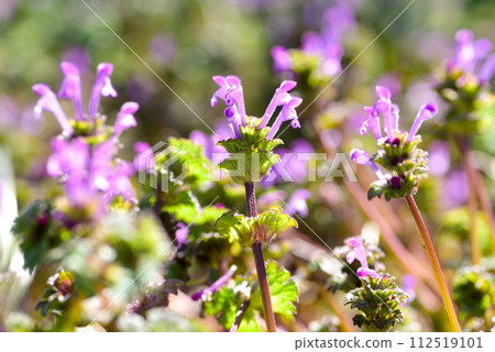 霍托肯諾扎 112519101