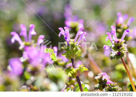 Lamium amplexicaule 112519102