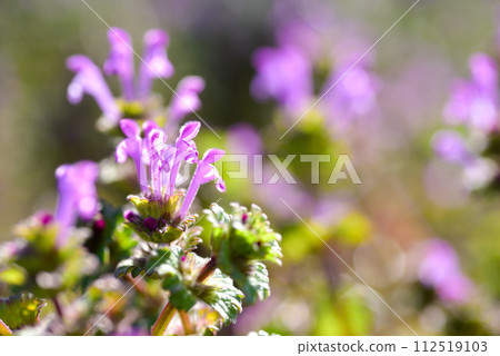 Lamium amplexicaule 112519103