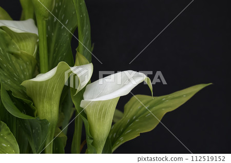 White calla lilies flowers on black background White calla lilies flowers on black background 112519152