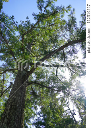 Ise Jingu scenery scenery Ise Jingu scenery scenery 112519227