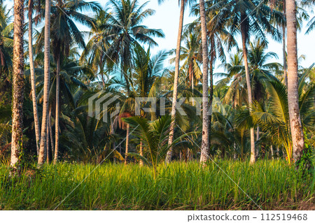 Coconut plantation in nature on the island 112519468