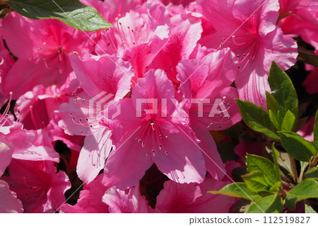 美麗的杜鵑花（杜鵑花） 112519827