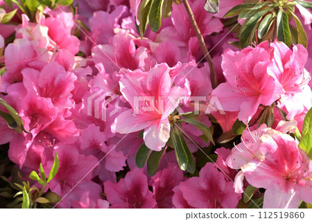 Beautiful azalea (Azalea) 112519860
