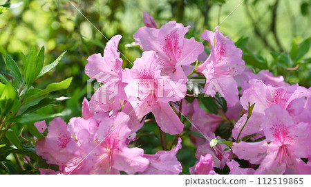 Beautiful azalea (Azalea) 112519865