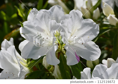 Beautiful azalea (Azalea) Beautiful azalea (Azalea) 112519872