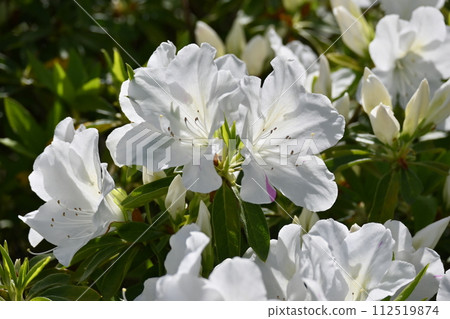 Beautiful azalea (Azalea) Beautiful azalea (Azalea) 112519874