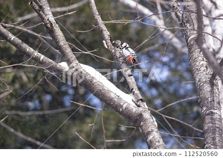 偉大的被察覺的啄木鳥在冬天森林裡 112520560
