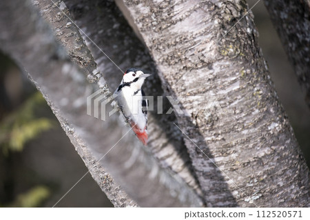 偉大的被察覺的啄木鳥在冬天森林裡 偉大的被察覺的啄木鳥在冬天森林裡 112520571