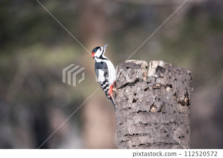 偉大的被察覺的啄木鳥在冬天森林裡 112520572