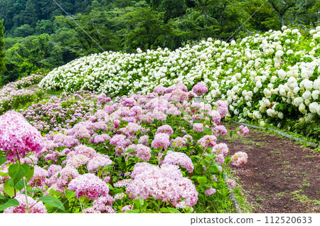 東京夏日樂園繡球花園粉紅安娜貝爾和安娜貝爾 東京夏日樂園繡球花園粉紅安娜貝爾和安娜貝爾 112520633