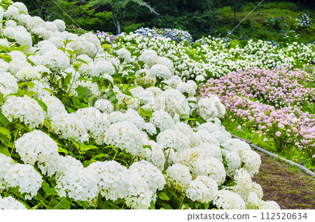 Tokyo Summerland Hydrangea Garden Pink Annabelle and Annabelle 112520634