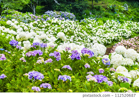 東京夏日樂園繡球花園 112520687