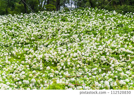 東京夏日樂園 繡球花園 安娜貝爾的雪山 112520830