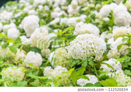 東京夏日樂園 繡球花園 安娜貝爾的雪山 東京夏日樂園 繡球花園 安娜貝爾的雪山 112520834