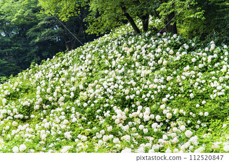 東京夏日樂園 繡球花園 安娜貝爾的雪山 112520847
