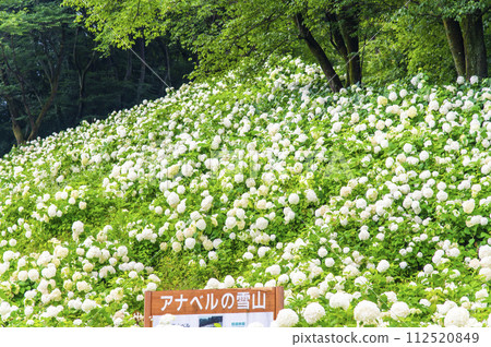 東京夏日樂園 繡球花園 安娜貝爾的雪山 東京夏日樂園 繡球花園 安娜貝爾的雪山 112520849