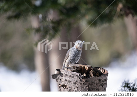 Bulbul perching on a stake 112521016