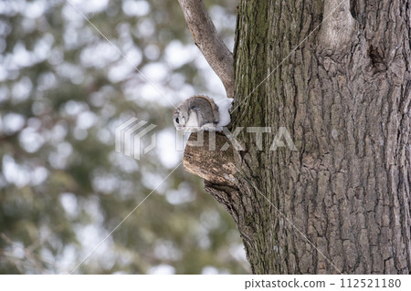 The forest where flying squirrels live 112521180