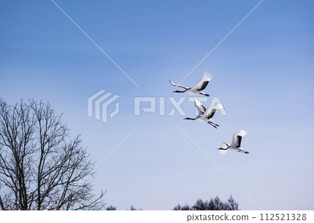 Red-crowned crane in the snow field 112521328