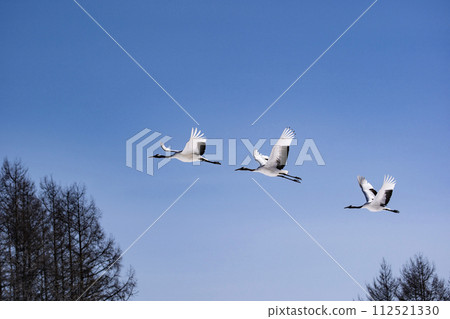 Red-crowned crane in the snow field Red-crowned crane in the snow field 112521330