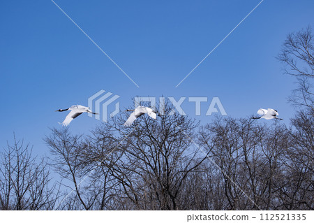 Red-crowned crane in the snow field 112521335