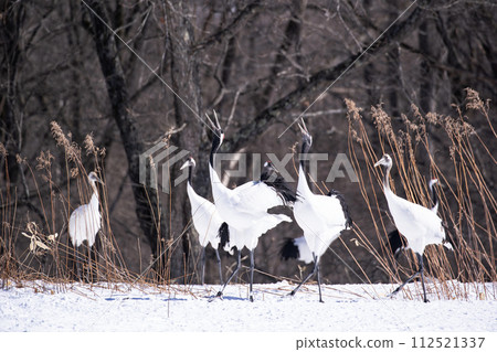 Red-crowned crane in the snow field Red-crowned crane in the snow field 112521337