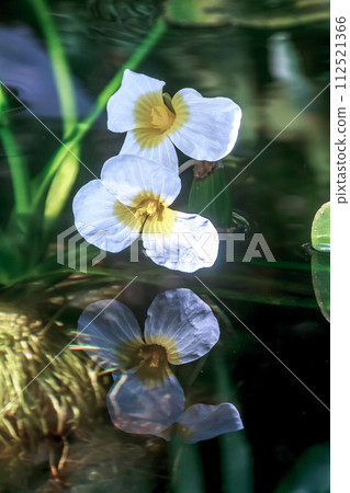 自然生長於湖泊、沼澤、水庫的水車前草的花朵【栃鏡科】 112521366