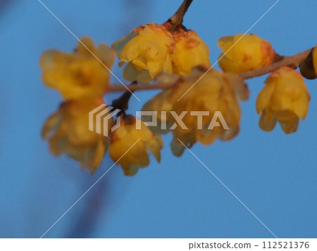 Japanese allspice shining in the spring blue sky 112521376
