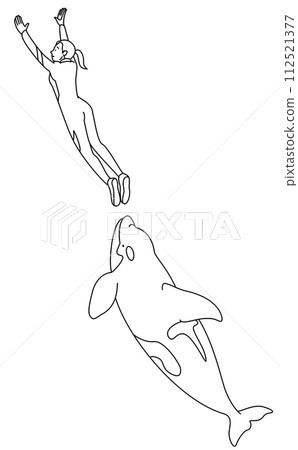 Killer whale show (line drawing) 112521377