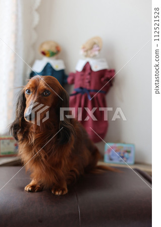 german ducks 112521528