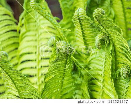 Natural green young ostrich fern or shuttlecock feron each other Natural green young ostrich fern or shuttlecock feron each other 112521557