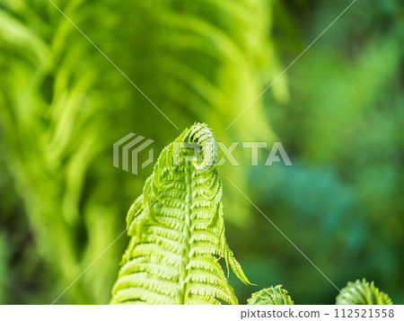 Natural green young ostrich fern or shuttlecock feron each other Natural green young ostrich fern or shuttlecock feron each other 112521558