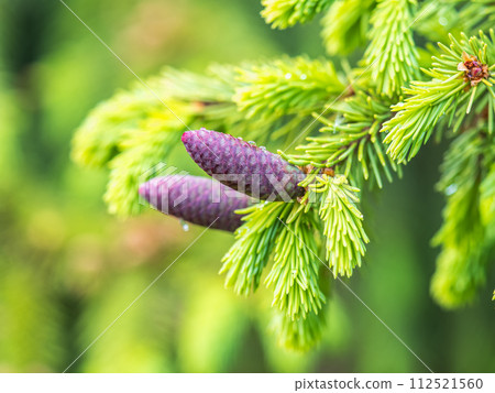 A young female cone of ordinary spruce, it is pink and its scales invitingly open in anticipation of pollen. Young cones of a Blue Spruce. A young female cone of ordinary spruce, it is pink and its scales invitingly open in anticipation of pollen. Young cones of a Blue Spruce. 112521560