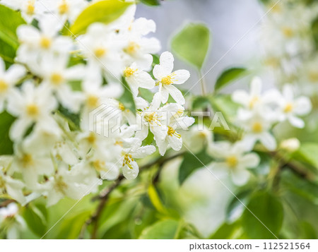 White blossoming apple trees in the sunset light. Spring season, spring colors. White blossoming apple trees in the sunset light. Spring season, spring colors. 112521564