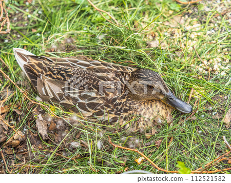Duck hatching ducklings. Duck nest Duck hatching ducklings. Duck nest 112521582