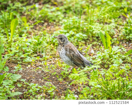 Wood bird Fieldfare, Turdus pilaris, on a sprng lawn. 112521584