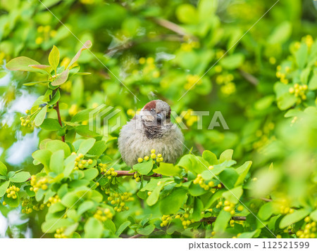 Sparrow sitting on a green branch in spring. Sparrow with playful poise on branch in spring or summer Sparrow sitting on a green branch in spring. Sparrow with playful poise on branch in spring or summer 112521599