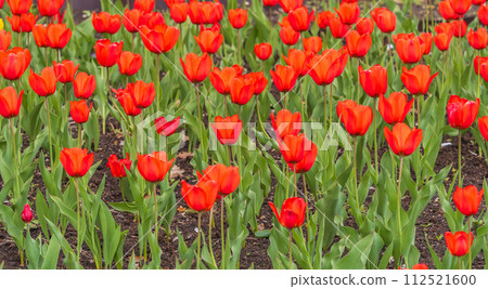 Colorful red tulips blossom in spring garden Colorful red tulips blossom in spring garden 112521600