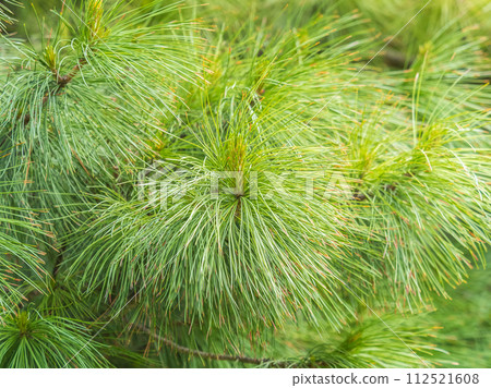 Cedar branches with long fluffy needles with a beautiful blurry background. Cedar branches with long fluffy needles with a beautiful blurry background. 112521608