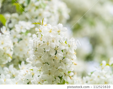White blossoming apple trees in the sunset light. Spring season, spring colors. White blossoming apple trees in the sunset light. Spring season, spring colors. 112521610