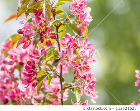 Fresh pink flowers of a blossoming apple tree with blured background Fresh pink flowers of a blossoming apple tree with blured background 112521623