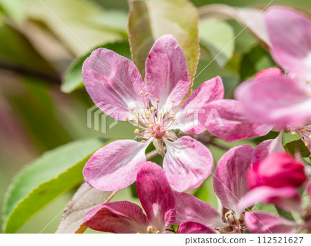 Fresh pink flowers of a blossoming apple tree with blured background 112521627