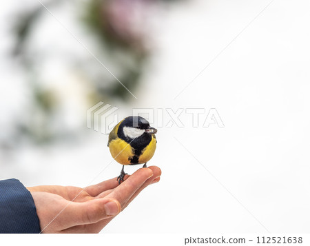 A tit sits on a man's hand and eats seeds. 112521638
