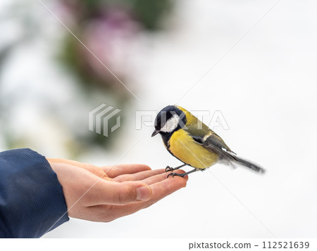 A tit sits on a man's hand and eats seeds. 112521639