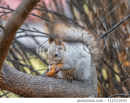 The squirrel with nut sits on tree in the autumn. Eurasian red squirrel, Sciurus vulgaris. The squirrel with nut sits on tree in the autumn. Eurasian red squirrel, Sciurus vulgaris. 112521645