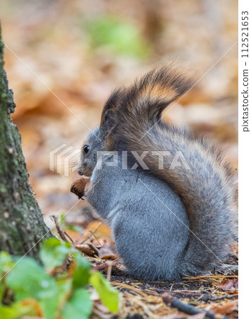 Autumn squirrel with nut sits on green grass with fallen yellow leaves Autumn squirrel with nut sits on green grass with fallen yellow leaves 112521653