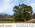 公園裡的聖樹，大樟樹 112521710